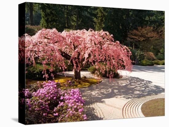 Cherry Tree Blossoms Over Rock Garden in the Japanese Gardens, Washington Park, Portland, Oregon-Janis Miglavs-Premier Image Canvas