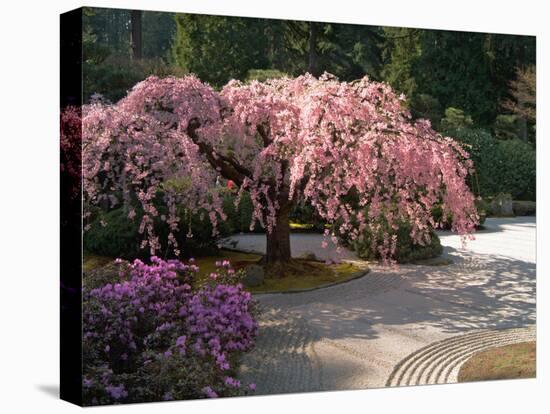 Cherry Tree Blossoms Over Rock Garden in the Japanese Gardens, Washington Park, Portland, Oregon-Janis Miglavs-Premier Image Canvas