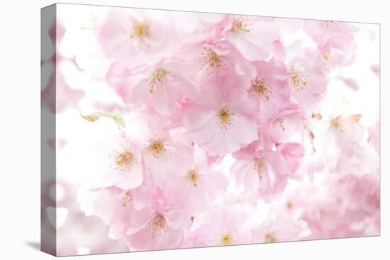 Cherry Tree, Blossoms, Pink, Close-Up-Alexander Georgiadis-Premier Image Canvas
