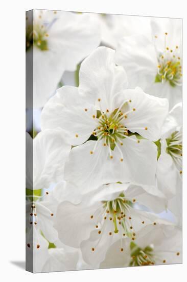 Cherry Tree, Branch, Detail, Blooms, Tree-Herbert Kehrer-Premier Image Canvas