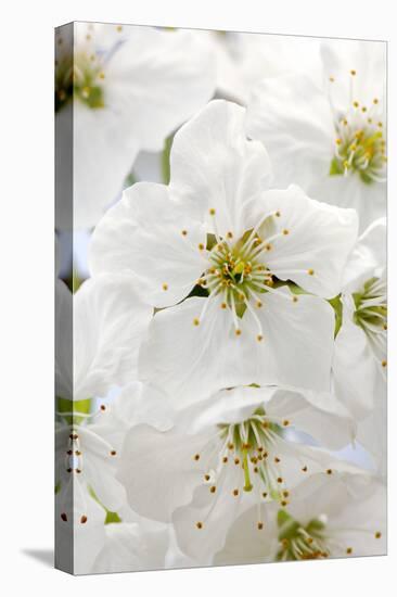 Cherry Tree, Branch, Detail, Blooms, Tree-Herbert Kehrer-Premier Image Canvas