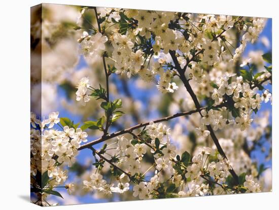 Cherry Tree, Branches, Blooms, Close-Up-Thonig-Premier Image Canvas