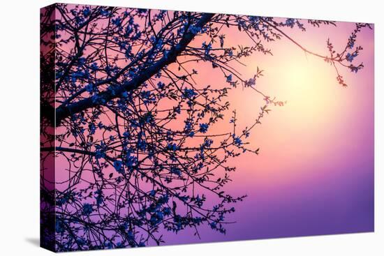 Cherry Tree Flower Blossom over Purple Sunset-Anna Omelchenko-Premier Image Canvas