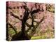 Cherry Tree in Bloom, Portland Japanese Garden, Portland, Oregon, USA-Michel Hersen-Premier Image Canvas