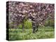 Cherry Tree, in Blossom, Regents Park, London, UK-Georgette Douwma-Premier Image Canvas