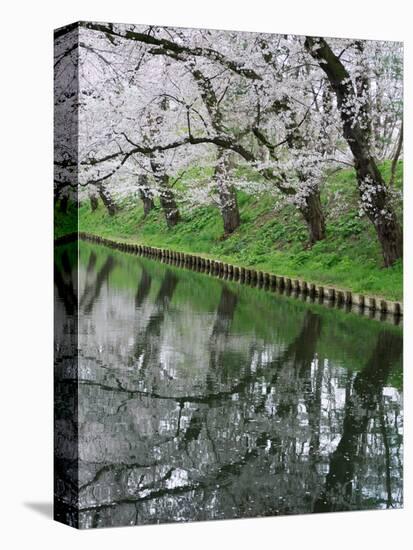 Cherry Trees and Blossoms Reflected in Outer Moat of Hirosaki Park, Hirosaki, Japan-null-Premier Image Canvas