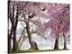 Cherry trees bloom, Washington, USA-null-Stretched Canvas