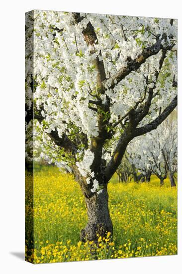 Cherry Trees, Blossom, Spring-Herbert Kehrer-Premier Image Canvas