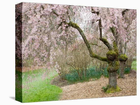 Cherry Trees Blossoming in the Spring, Washington Park Arboretum, Seattle, Washington, USA-Jamie & Judy Wild-Premier Image Canvas