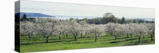 Cherry Trees in an Orchard, Mission Peninsula, Traverse City, Michigan, USA-null-Premier Image Canvas
