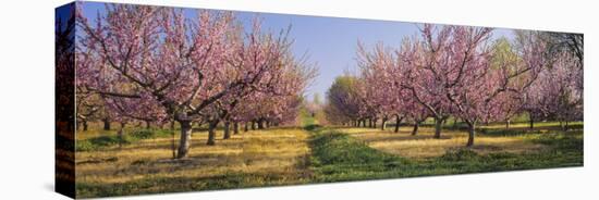 Cherry Trees in an Orchard, South Haven, Michigan, USA-null-Premier Image Canvas