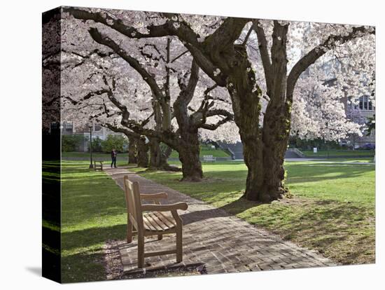 Cherry Trees on University of Washington Campus, Seattle, Washington, USA-Charles Sleicher-Premier Image Canvas