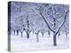 Cherry Trees, Winter, Snow, Detail, Bald, Leafless, Germany, Winter Scenery, Frost, Season-Herbert Kehrer-Premier Image Canvas
