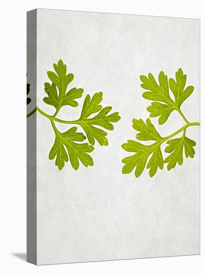 Chervil, Culinary Chervil, Anthriscus Cerefolium, Leaves, Green-Axel Killian-Premier Image Canvas