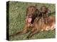 Chesapeake Bay Retriever Dog, Lactating Female and Puppy, USA-Lynn M. Stone-Premier Image Canvas