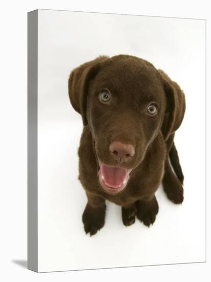 Chesapeake Bay Retriever Dog Pup, 'Teague', 9 Weeks Old Looking Up-Jane Burton-Premier Image Canvas