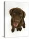 Chesapeake Bay Retriever Dog Pup, 'Teague', 9 Weeks Old Looking Up-Jane Burton-Premier Image Canvas