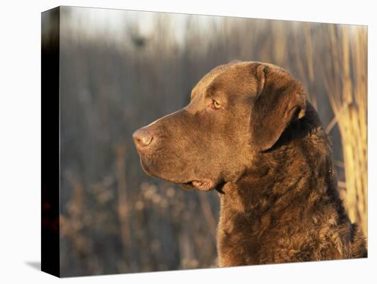 Chesapeake Bay Retriever Dog, USA-Lynn M. Stone-Premier Image Canvas