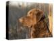 Chesapeake Bay Retriever Dog, USA-Lynn M. Stone-Premier Image Canvas