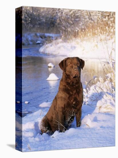 Chesapeake Bay Retriever Sitting in Snow by River, Illinois, USA-Lynn M. Stone-Premier Image Canvas