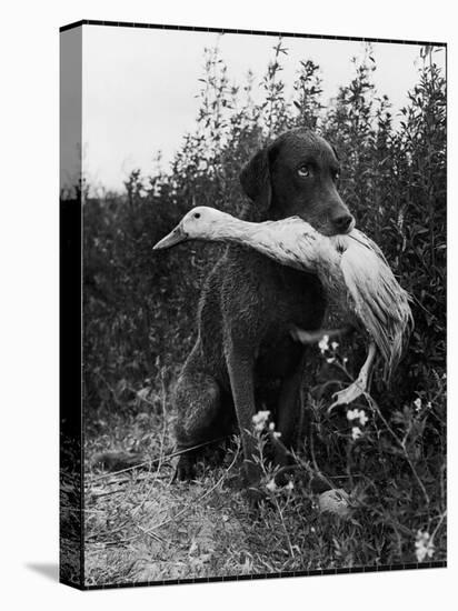 Chesapeake Bay Retriever Trigger Holds Donald the Duck After being thrown Into Water by Owner-Loomis Dean-Premier Image Canvas