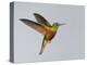 Chestnut-breasted Coronet in Flight-Arthur Morris-Premier Image Canvas