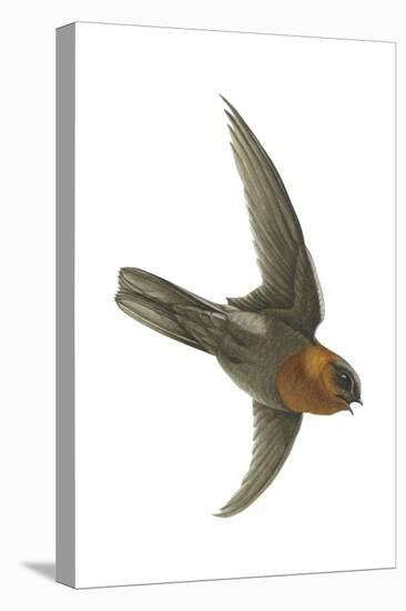 Chestnut-Collared Swift (Cypseloides Rutilus), Birds-Encyclopaedia Britannica-Stretched Canvas