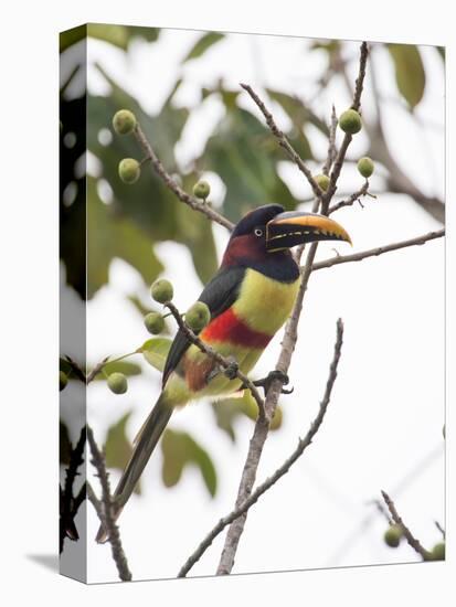 Chestnut-Eared Aracari Feeding on Fruits at Iguacu National Park, Brazil-Alex Saberi-Premier Image Canvas