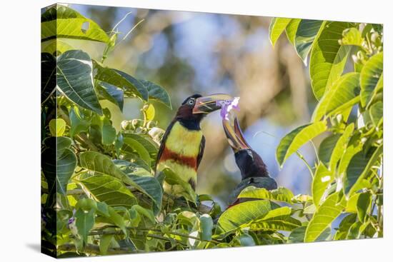 Chestnut-Eared Aracari (Pteroglossus Castanotis), Misiones, Argentina-Michael Nolan-Premier Image Canvas