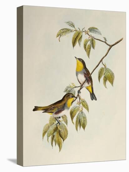 Chestnut-Flanked White-Eye (Zosterops Erythropleurus)-John Gould-Premier Image Canvas