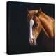 Chestnut Horse with White Blaze, Head Portrait-Jane Burton-Premier Image Canvas