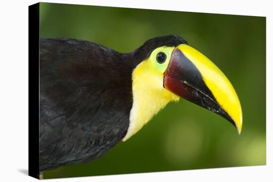 Chestnut-Mandibled Toucan-Mary Ann McDonald-Premier Image Canvas