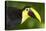 Chestnut-Mandibled Toucan-Mary Ann McDonald-Premier Image Canvas