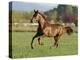 Chestnut Mare Running in Paddock, Longmont, Colorado, USA-Carol Walker-Premier Image Canvas