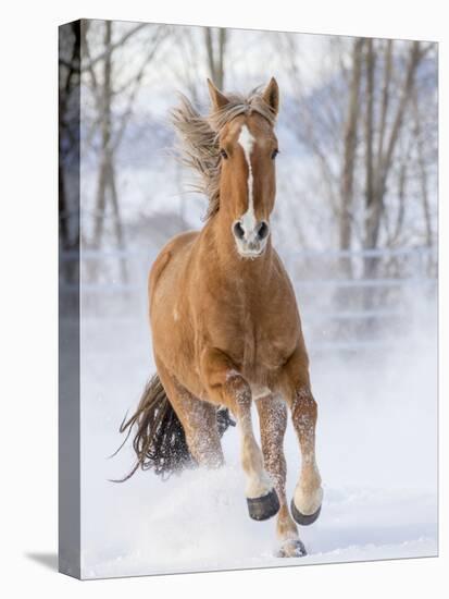 Chestnut Mustang Running In Snow, At Ranch, Shell, Wyoming, USA. February-Carol Walker-Premier Image Canvas