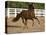 Chestnut Peruvian Paso Stallion Cantering in Field, Ojai, California, USA-Carol Walker-Premier Image Canvas