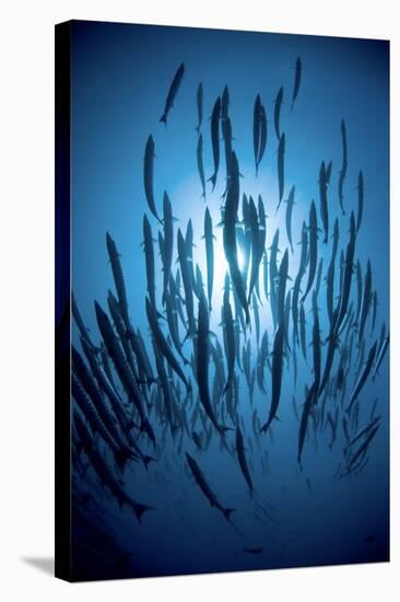 Chevron Barracuda-Matthew Oldfield-Premier Image Canvas