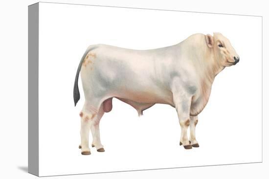 Chianini Bull, Beef Cattle, Mammals-Encyclopaedia Britannica-Stretched Canvas