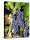 Chianti Grapes Ready for Crush, Greve, Tuscany, Italy-Richard Duval-Premier Image Canvas