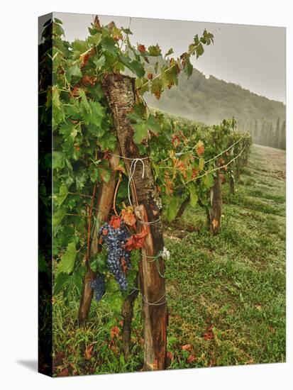 Chianti Grapes Ready for Harvest, Greve, Tuscany, Italy-Richard Duval-Premier Image Canvas