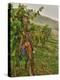 Chianti Grapes Ready for Harvest, Greve, Tuscany, Italy-Richard Duval-Premier Image Canvas
