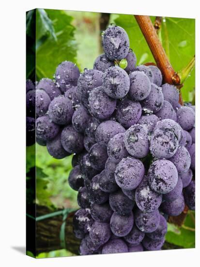 Chianti Grapes Ready for Harvest, Greve, Tuscany, Italy-Richard Duval-Premier Image Canvas