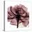 Chianti Rose 2-Albert Koetsier-Stretched Canvas