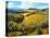 Chianti Vineyards-Michael Swanson-Stretched Canvas