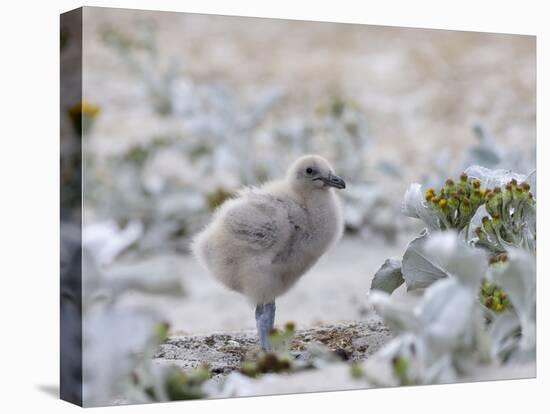 Chick of Falkland Skua.-Martin Zwick-Premier Image Canvas