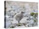 Chick of Falkland Skua.-Martin Zwick-Premier Image Canvas