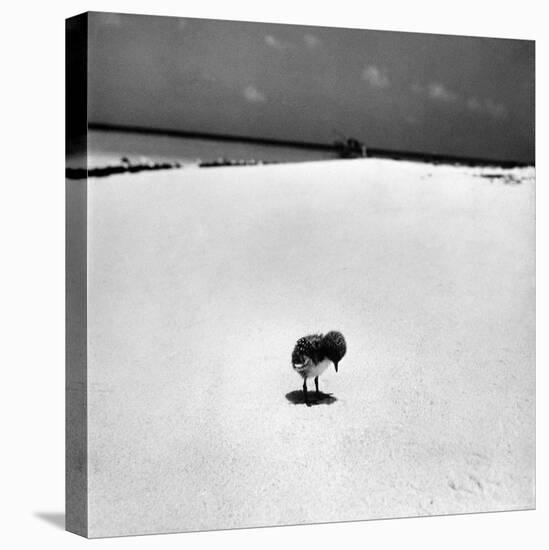 Chick on Beach Waits for Parents to Return From Their Daily Hunting, on the Great Barrier Reef-Fritz Goro-Premier Image Canvas