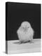 Chick Posing for the Camera-null-Premier Image Canvas