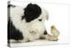 Chick Sitting on Border Collies Paw-null-Premier Image Canvas