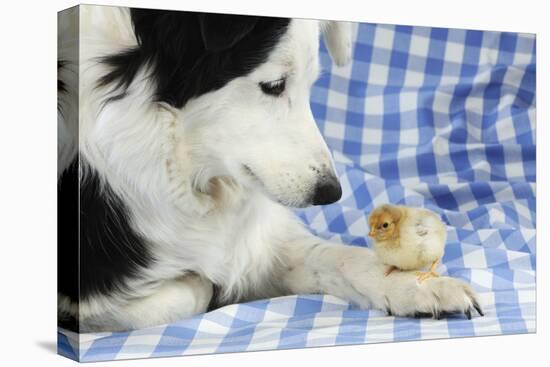 Chick Sitting on Border Collies Paw-null-Premier Image Canvas